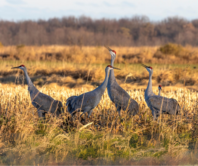 Kraanvogels 2